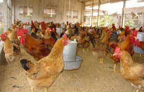 VIDEO: Điển hình chăn nuôi gà an toàn sinh học ở Tứ Kỳ